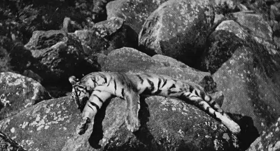 湖南奇人贺业武：一生杀死305只老虎，到死也不透露秘药配方