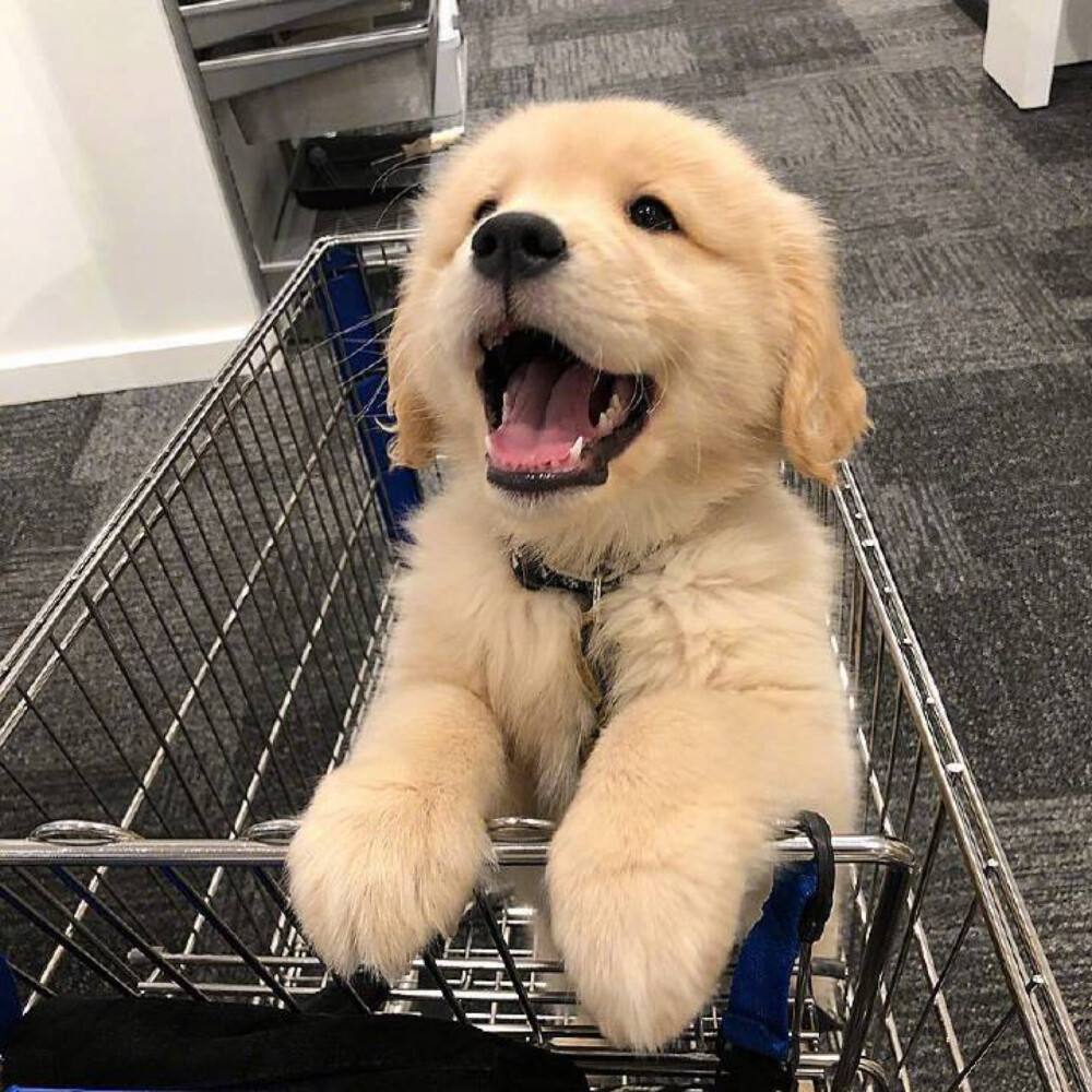 养金毛的注意事项,金毛幼犬刚到家的注意事项