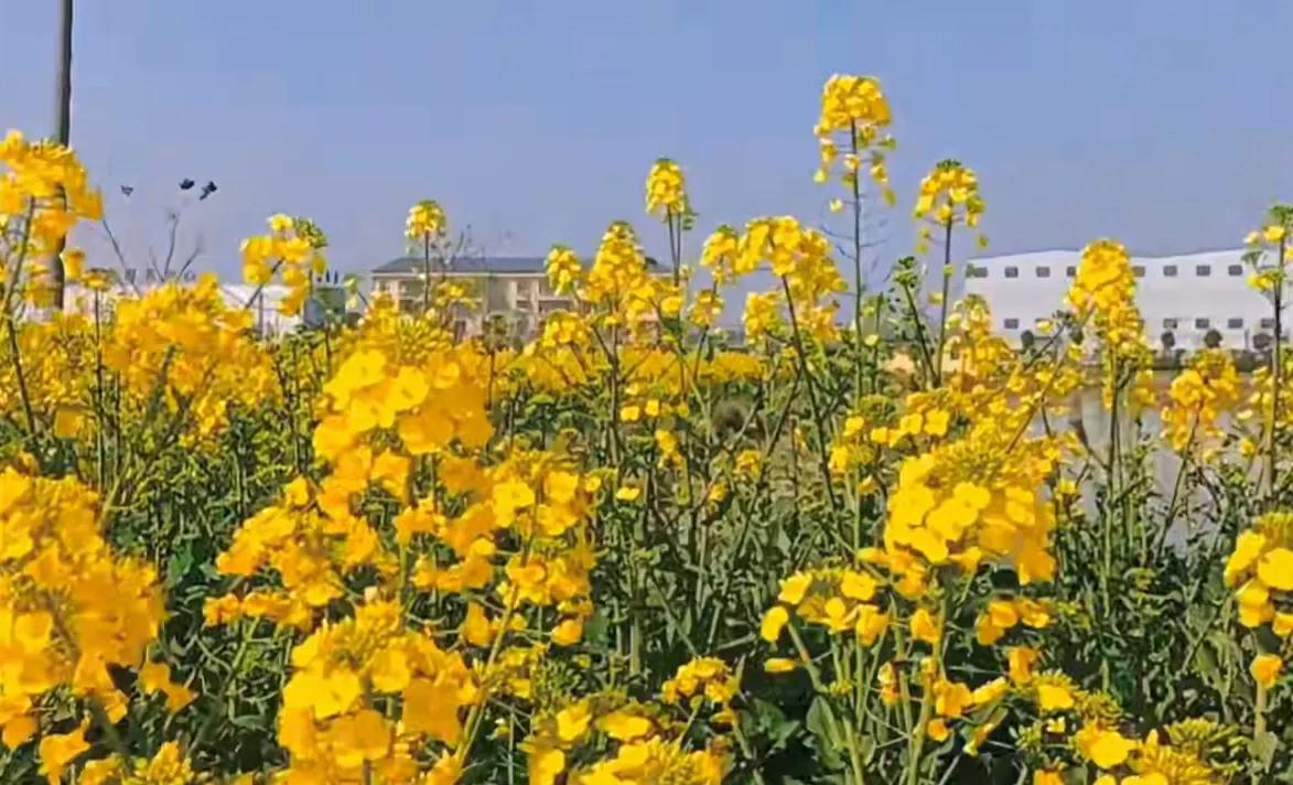 贵州网红草根把亲妹妹介绍给大衣哥做儿媳，返回老家一路江南美景