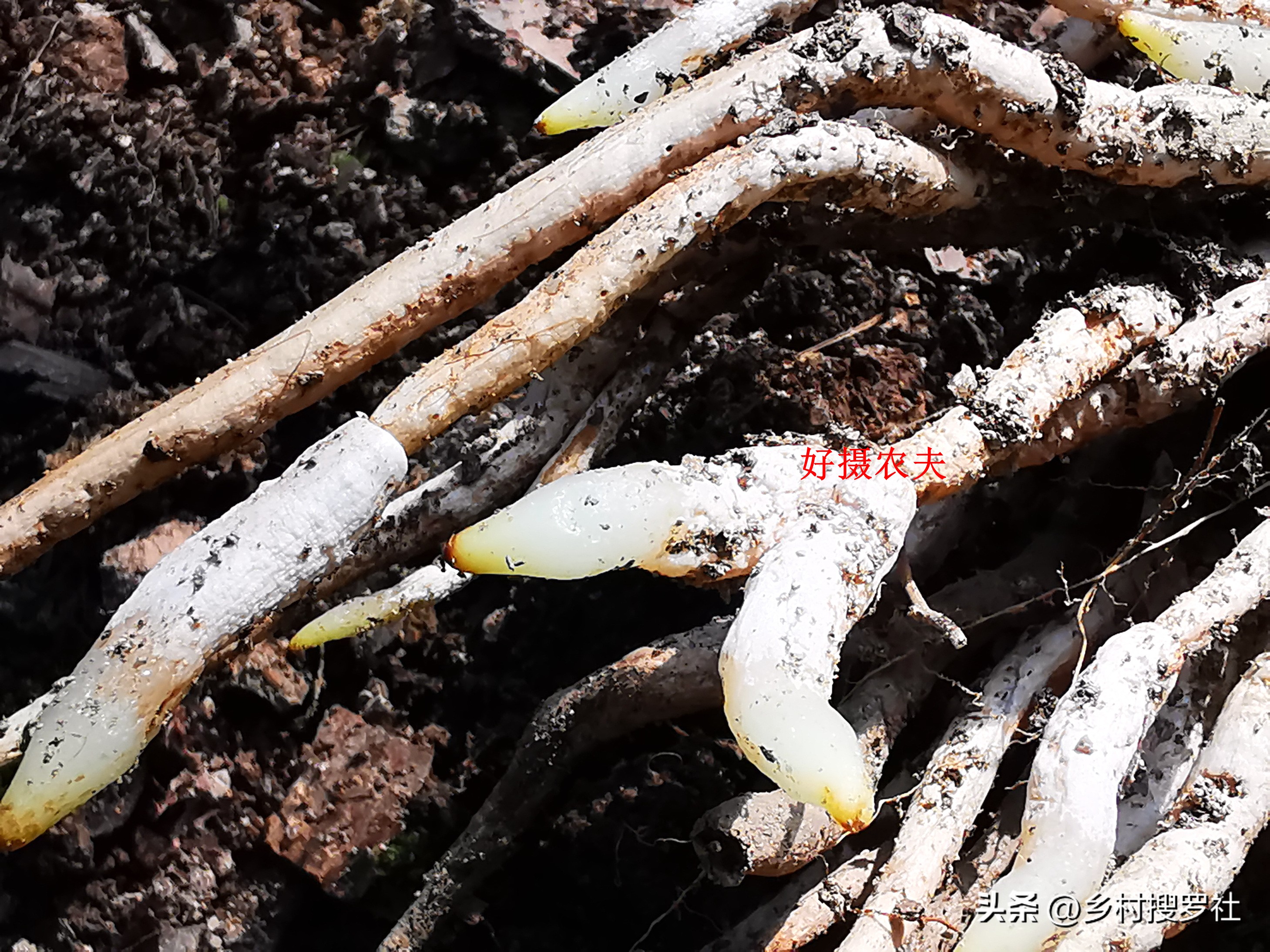 兰花没叶子了根能培出芽吗,兰花种植时候无根的需要去除吗