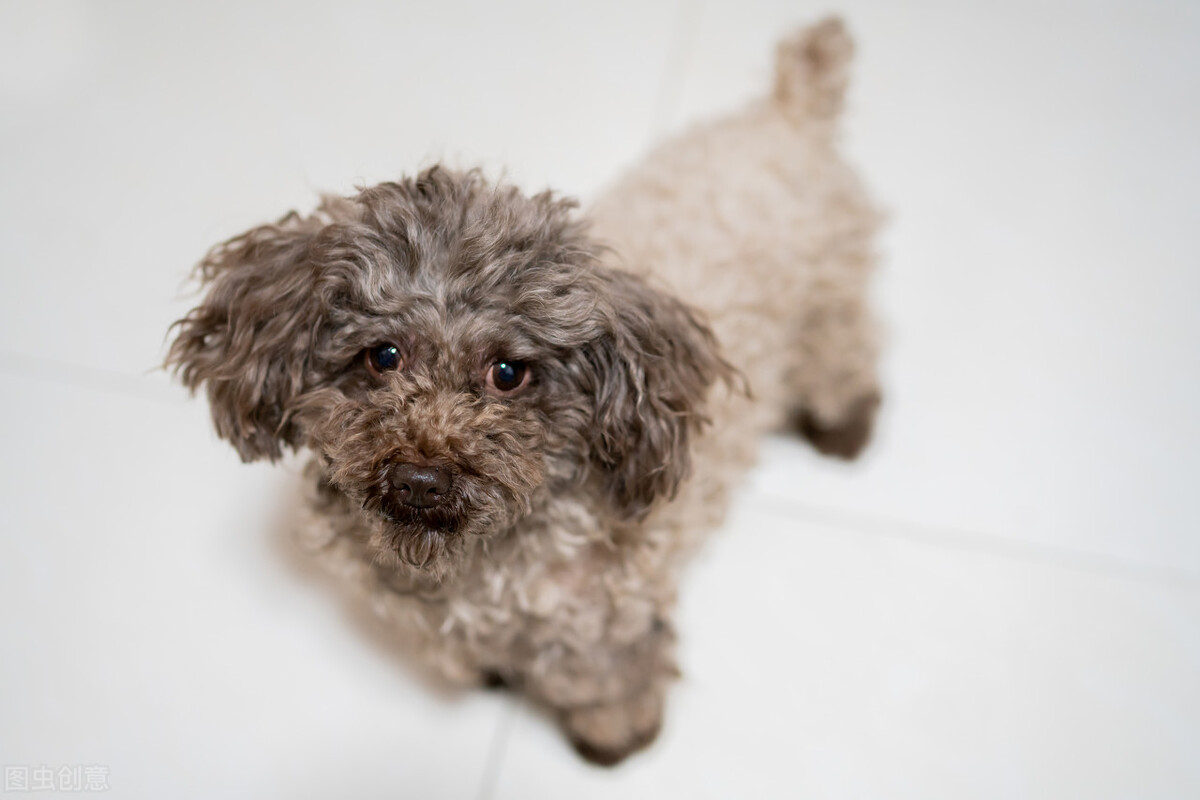 泰迪拉黑色大便稀,泰迪大便软臭