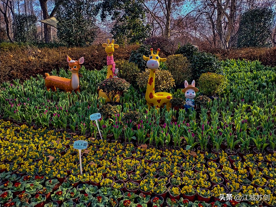 娇艳郁金香花,郁金香花含苞欲放有初夏的味道