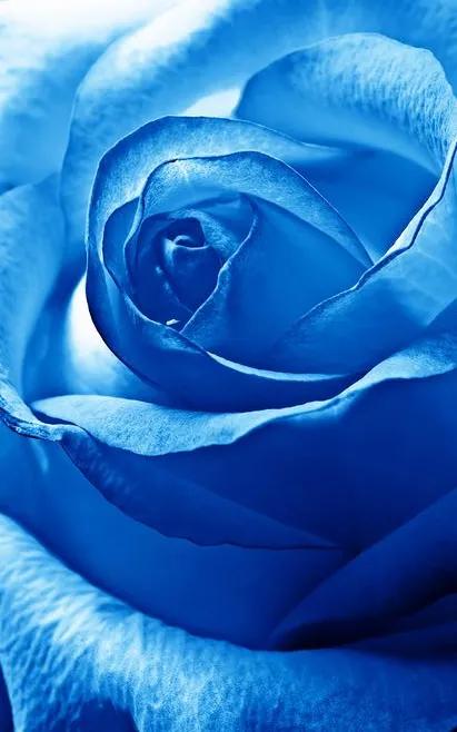 蓝色妖姬花束壁纸,花朵壁纸蓝色