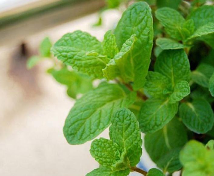 薄荷煮水可以清热解毒吗,薄荷晒干泡茶有去火功效