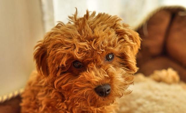 怎么给泰迪幼犬梳毛,怎样给泰迪正确梳毛