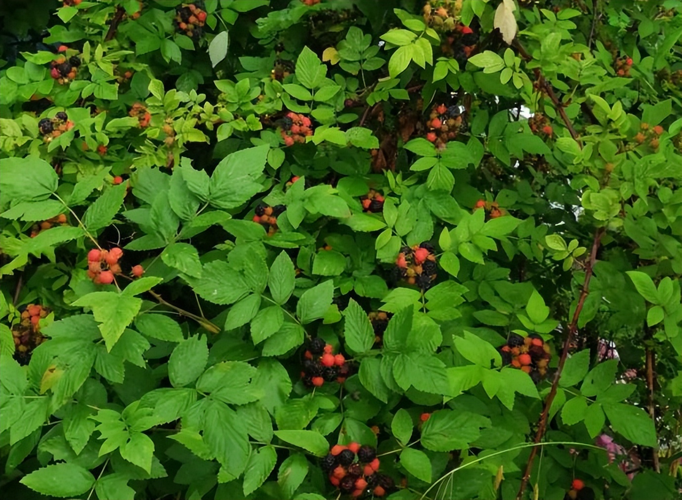 小时候吃的野果子覆盆子,小时候吃像覆盆子的是什么野果