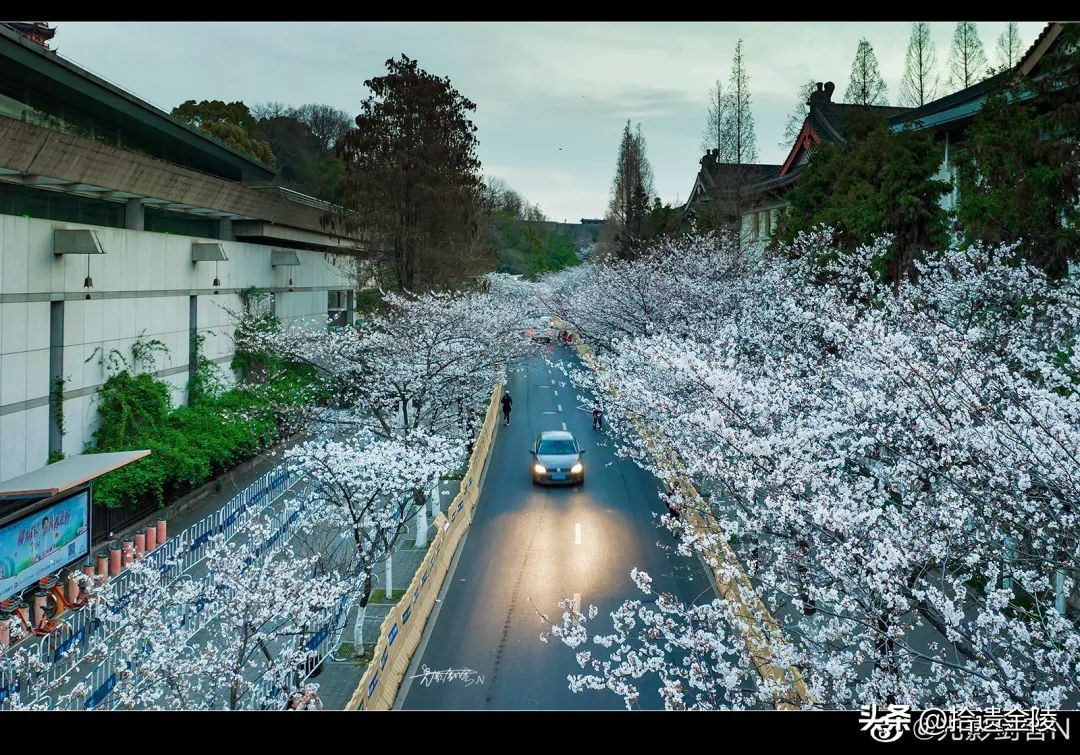 南京鸡鸣寺樱花盛开的时候,鸡鸣寺看樱花要门票吗