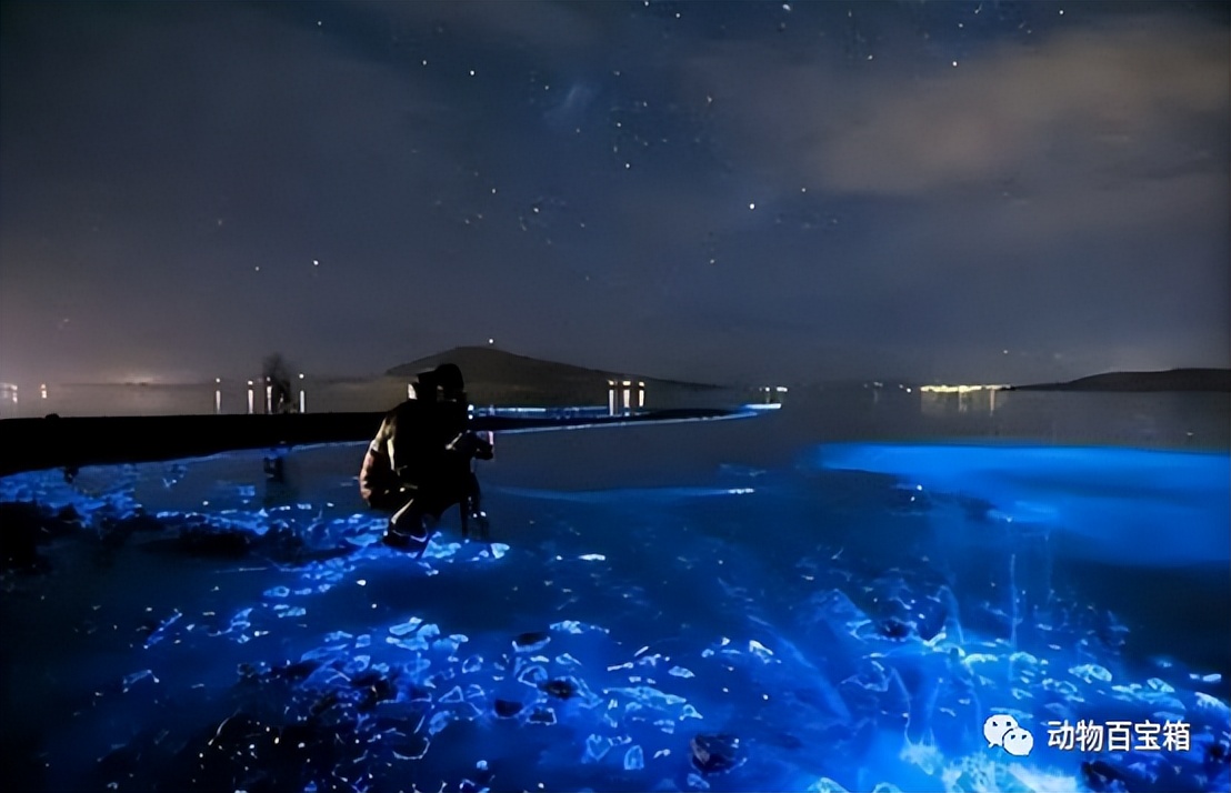 厦门部分海岸现“蓝眼泪”,厦门海洋蓝眼泪