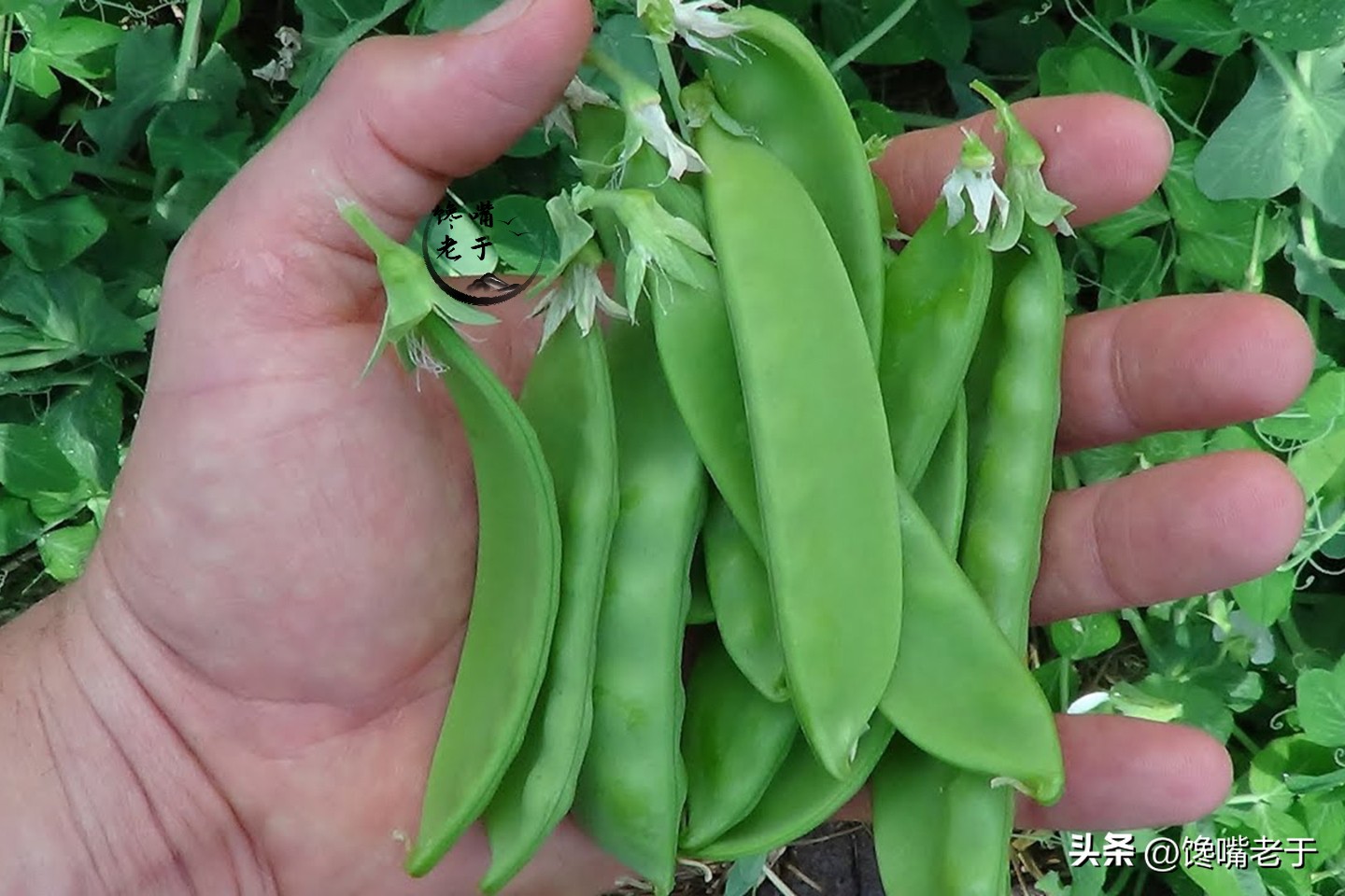 荷兰豆跟豌豆有什么区别,荷兰豆为什么叫荷兰豆呢