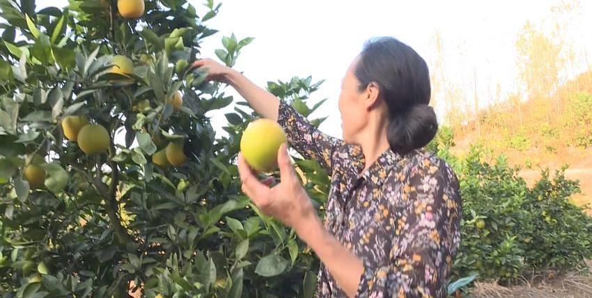独守荒山17载，倔强姐与土鸡为伴