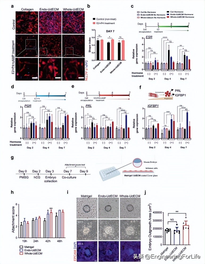 子宫来源的脱细胞ECM介导增强子宫内膜再生和生育能力