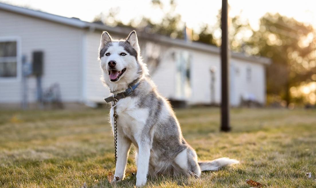 奉劝新手养狗别选这6种狗狗,养狗知识大全适合养什么样的狗狗
