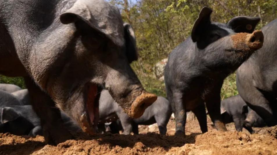 农业记者辞职养猪，做出特色橡果猪肉，一斤卖出40元