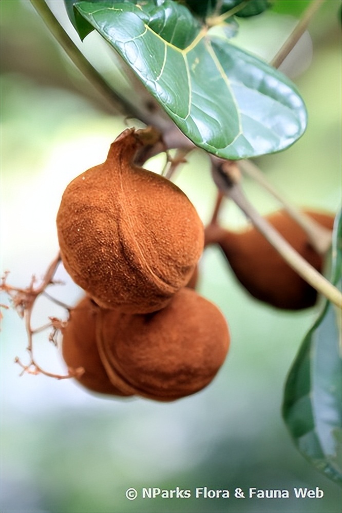 藤黄水果,藤黄科的水果有哪些