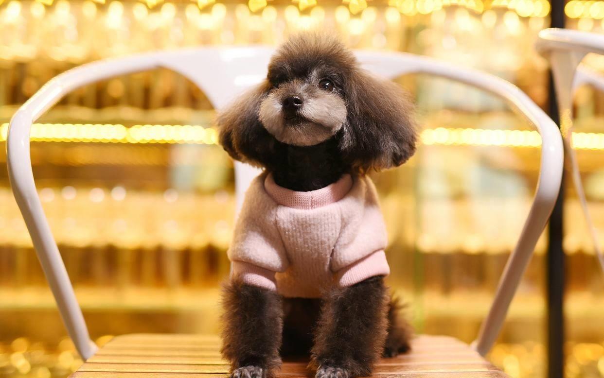 泰迪牙齿快要掉了能拔掉么,泰迪4个月牙齿长什么样子