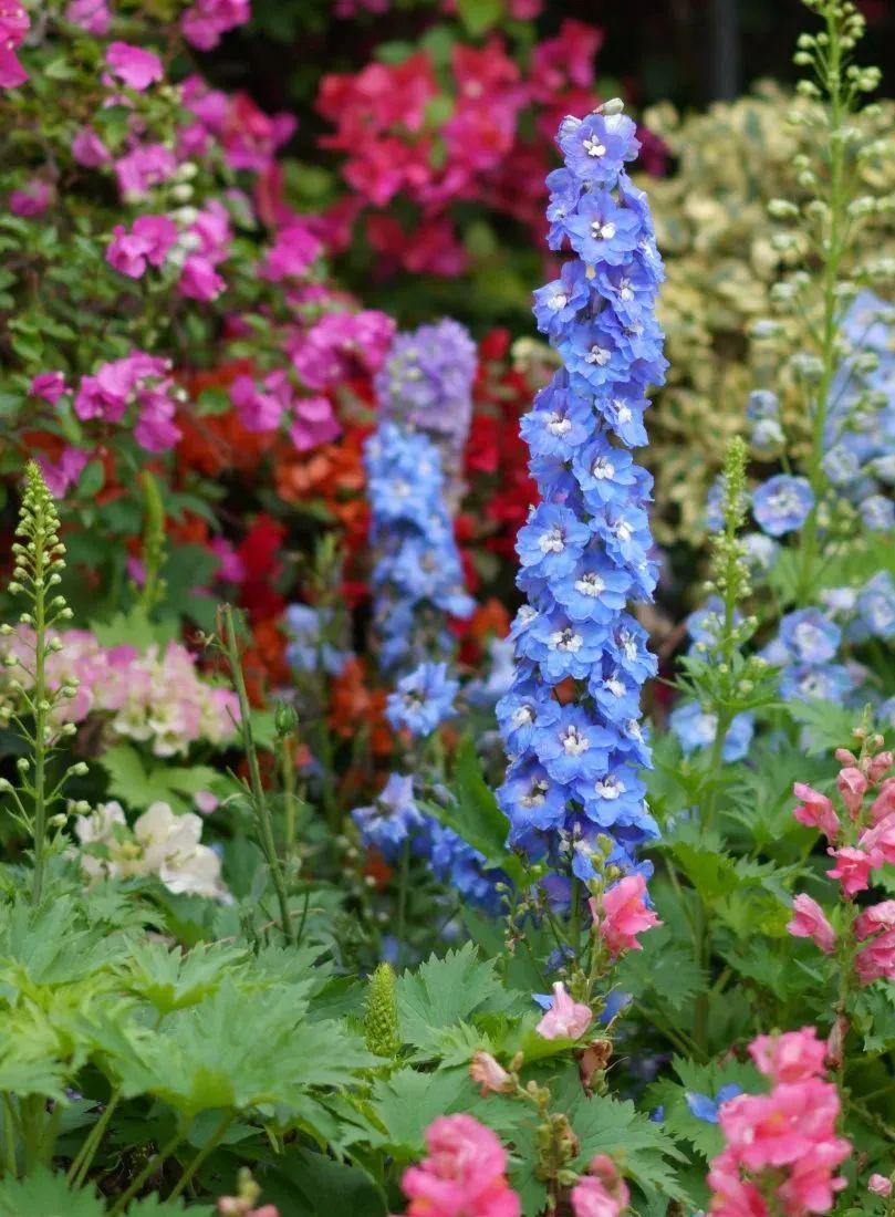值得去的旅游景点鼓浪屿,旅游攻略鼓浪屿