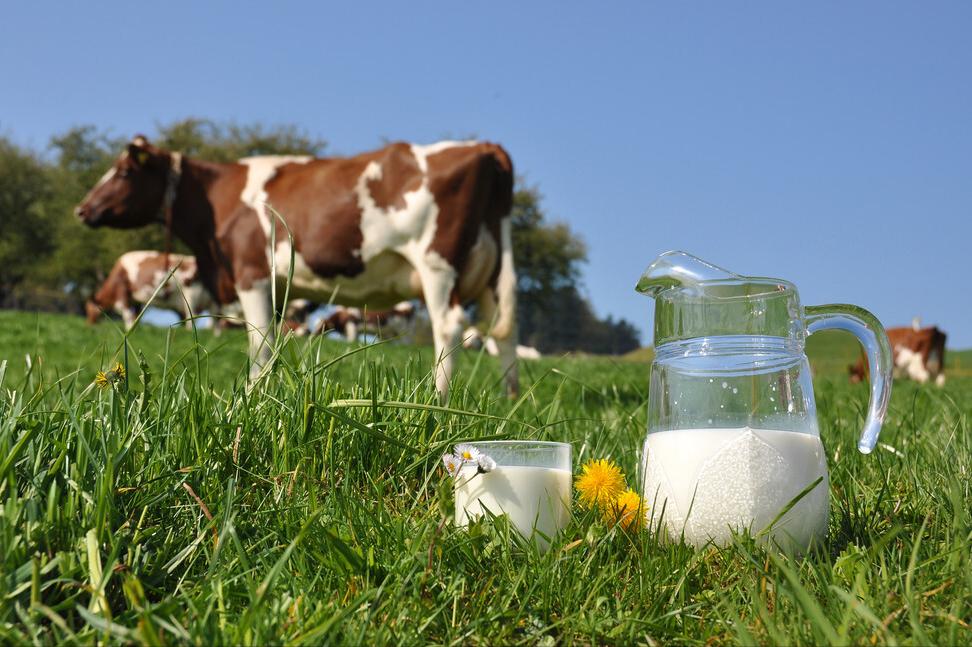 母牛特别瘦怎么喂养,母牛奶水不够母牛瘦需要喂什么