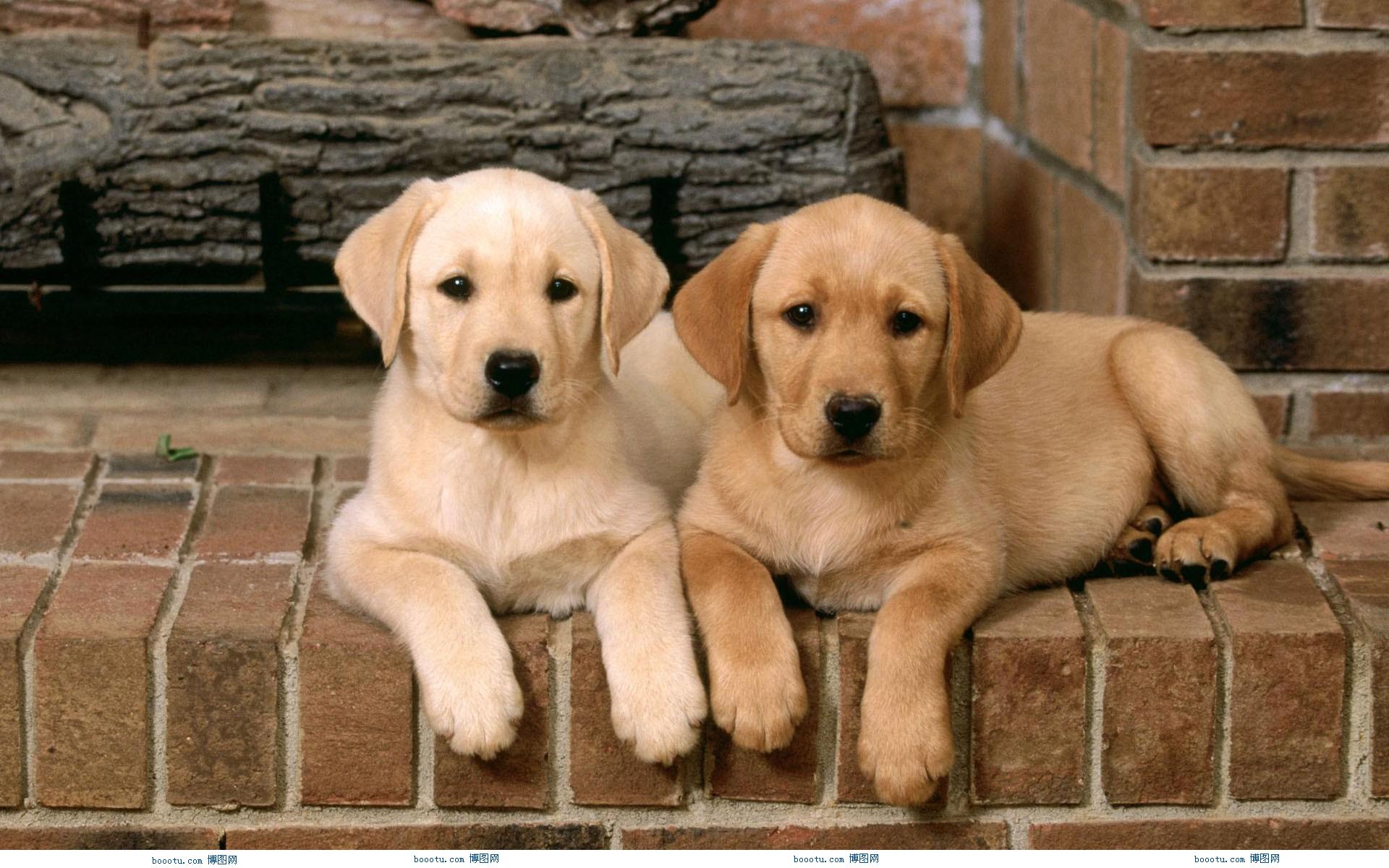 狗狗得细小有什么症状,狗狗得细小有哪些症状