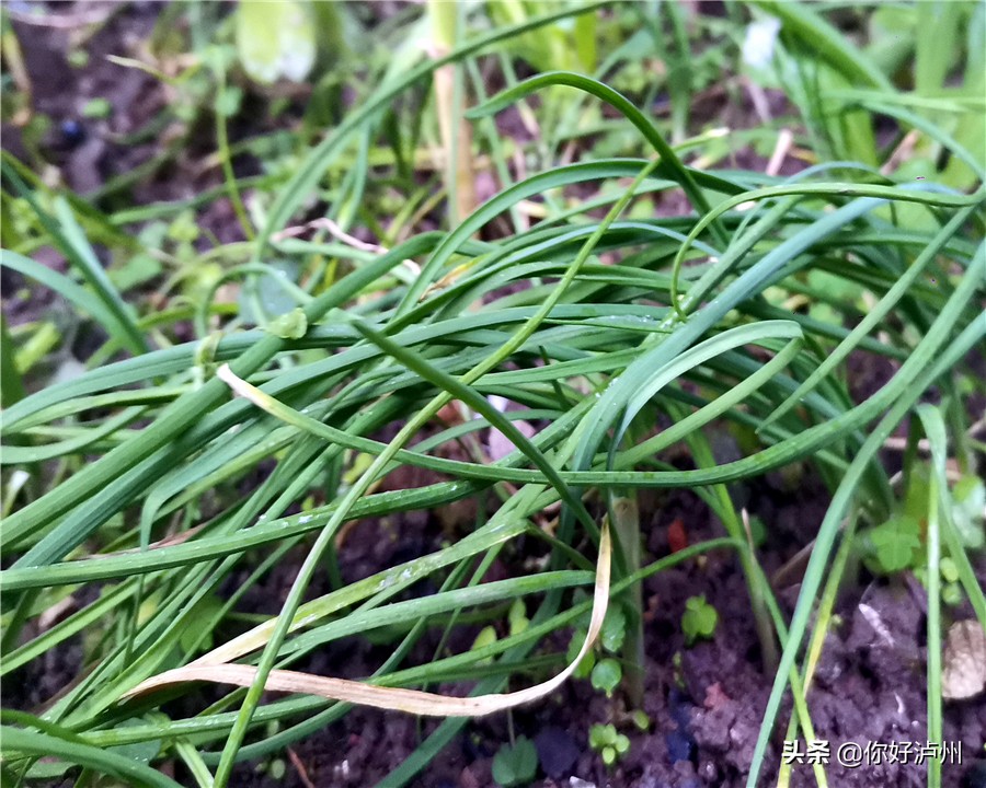 泸州人到底有多爱种菜？种着种着，花盆就变成了“菜盆”