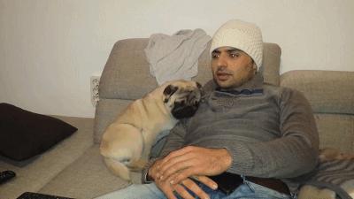 巴哥犬为什么不建议养在家里,养巴哥犬的真实缺点