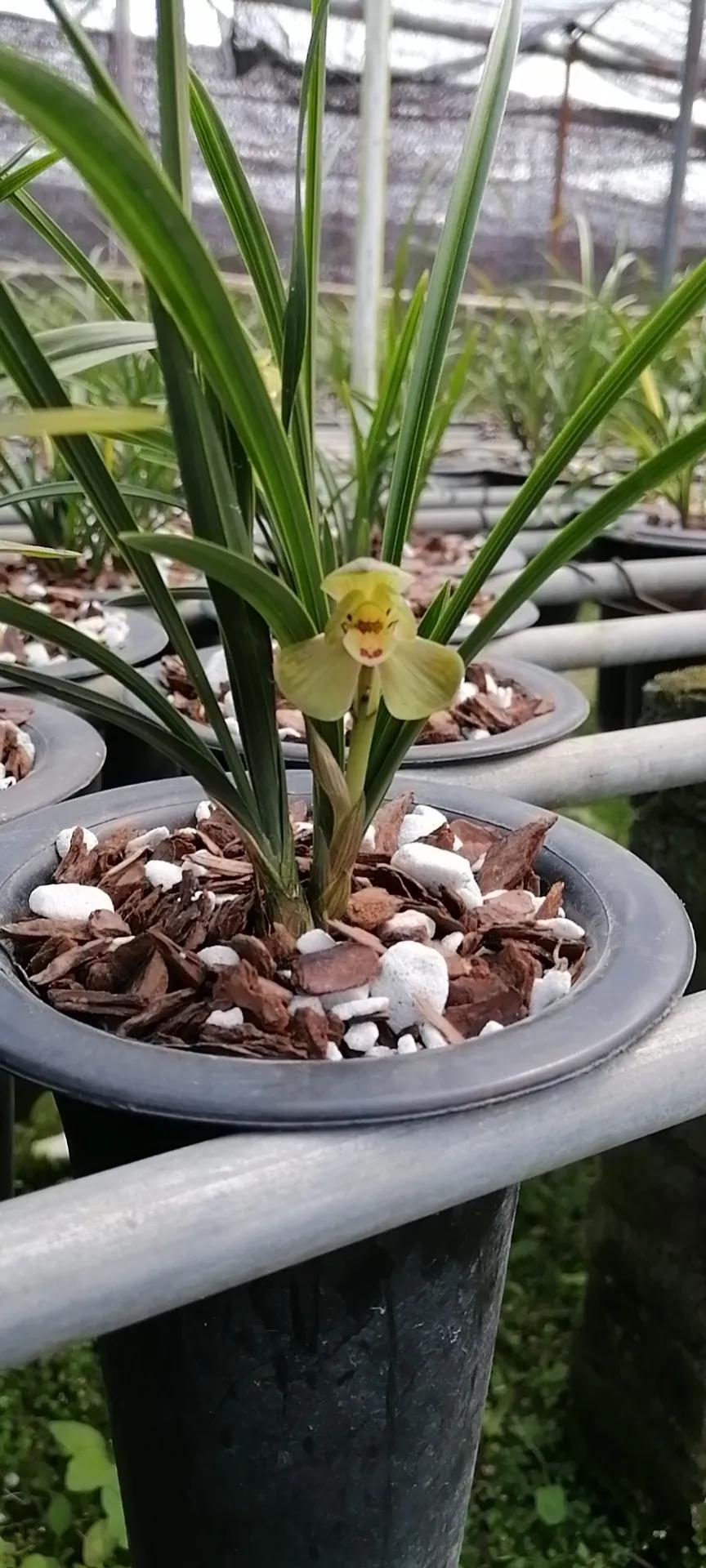 叶型最好看的兰花,浅谈对兰花的认识