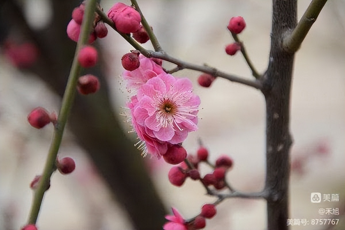 无端却被梅花恼特地吹香破梦魂,无端却被梅花恼