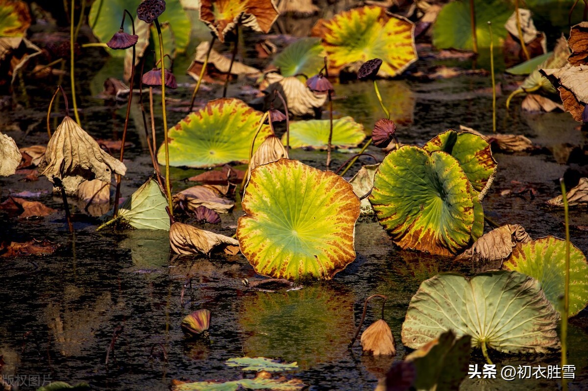 晚秋荷花的诗句,晚秋诗词七绝