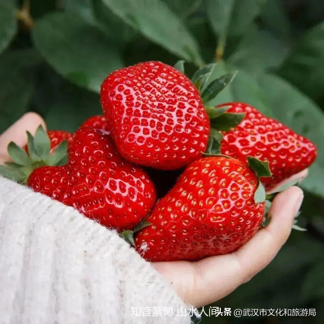 又红又大的草莓欢迎采摘,最近的草莓采摘在哪里