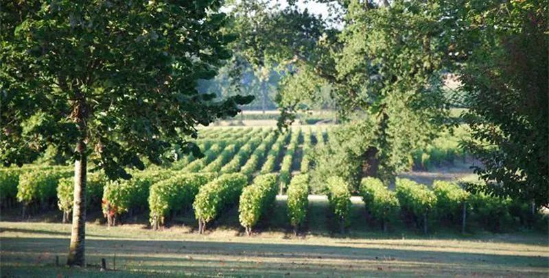 宓卓聊葡萄酒（十）：三分钟讲清莫里斯梅多克产区-MoulisenMedoc