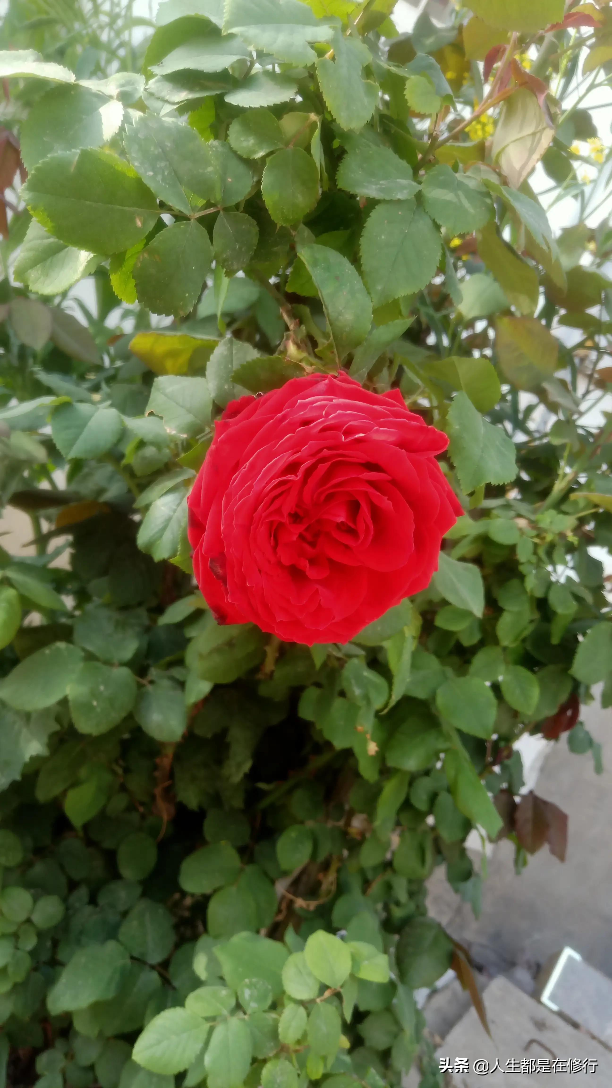 教大家一种拒绝的方法,学会怎样拒绝别人的六个技巧