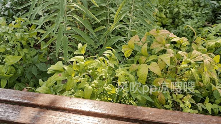 一加acepro学生,一加acepro原神评测