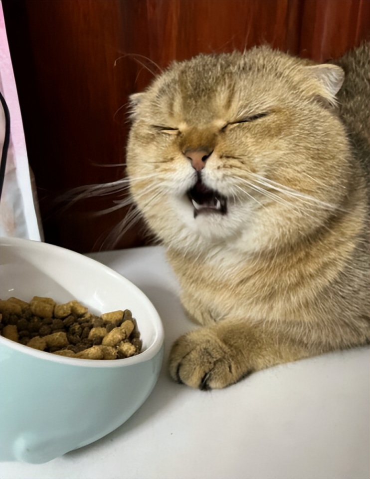 猫冻干测评报告,猫测评食物