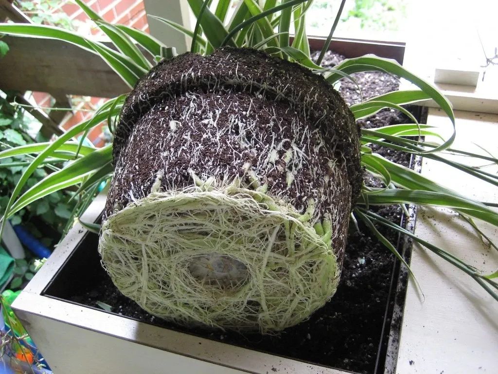 刚买回来的植物怎么缓苗,植物移栽快速缓苗的方法