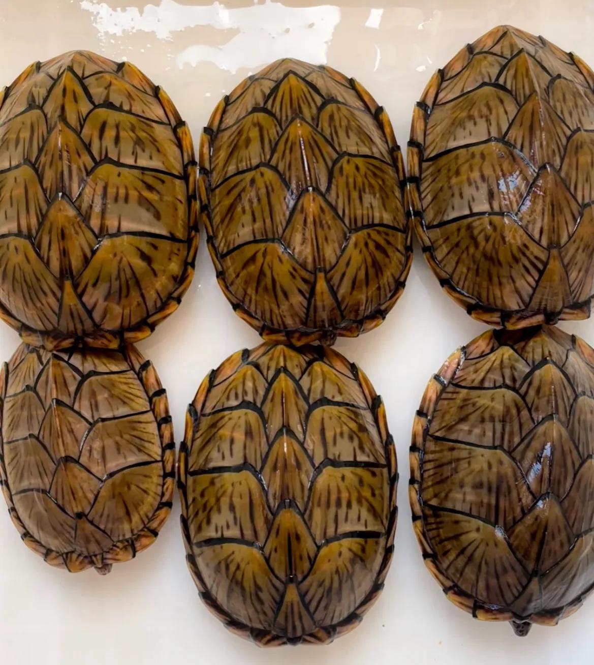 好养的蛋龟推荐,好养又好看的蛋龟