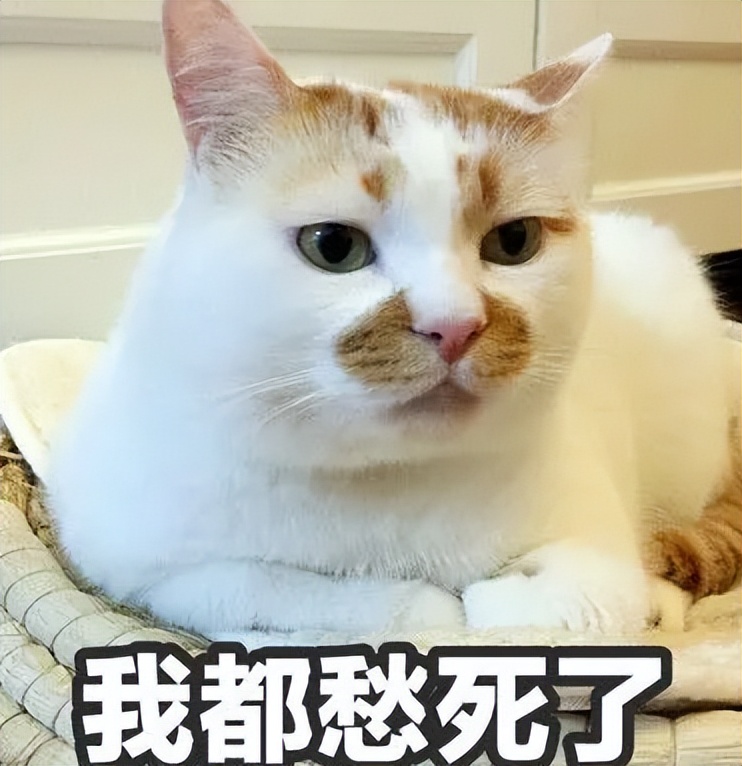 安卓版的“iPhone”，乐视是要满血复活，还是会变成下一个尼采？