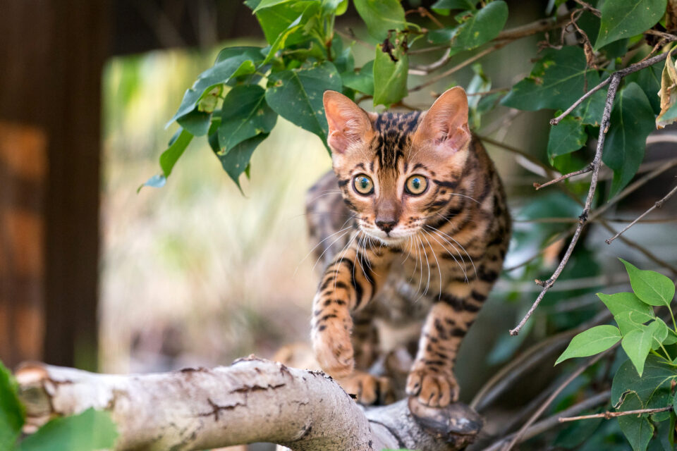 【摄影学堂】如何正确使用增距镜？