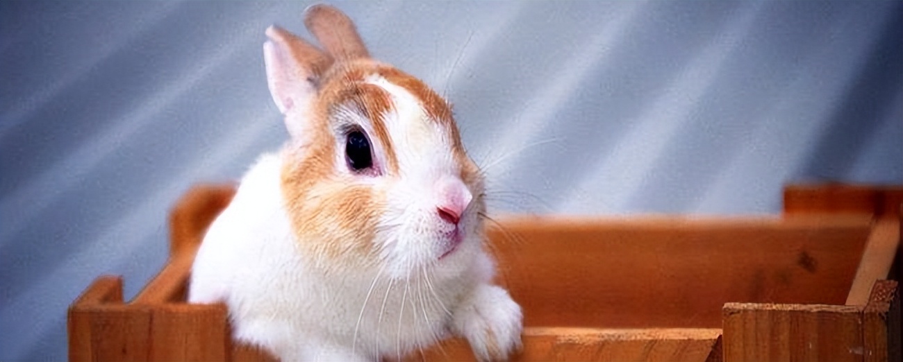 兔子耳朵会不会被拎断,兔子耳朵被抓会导致什么