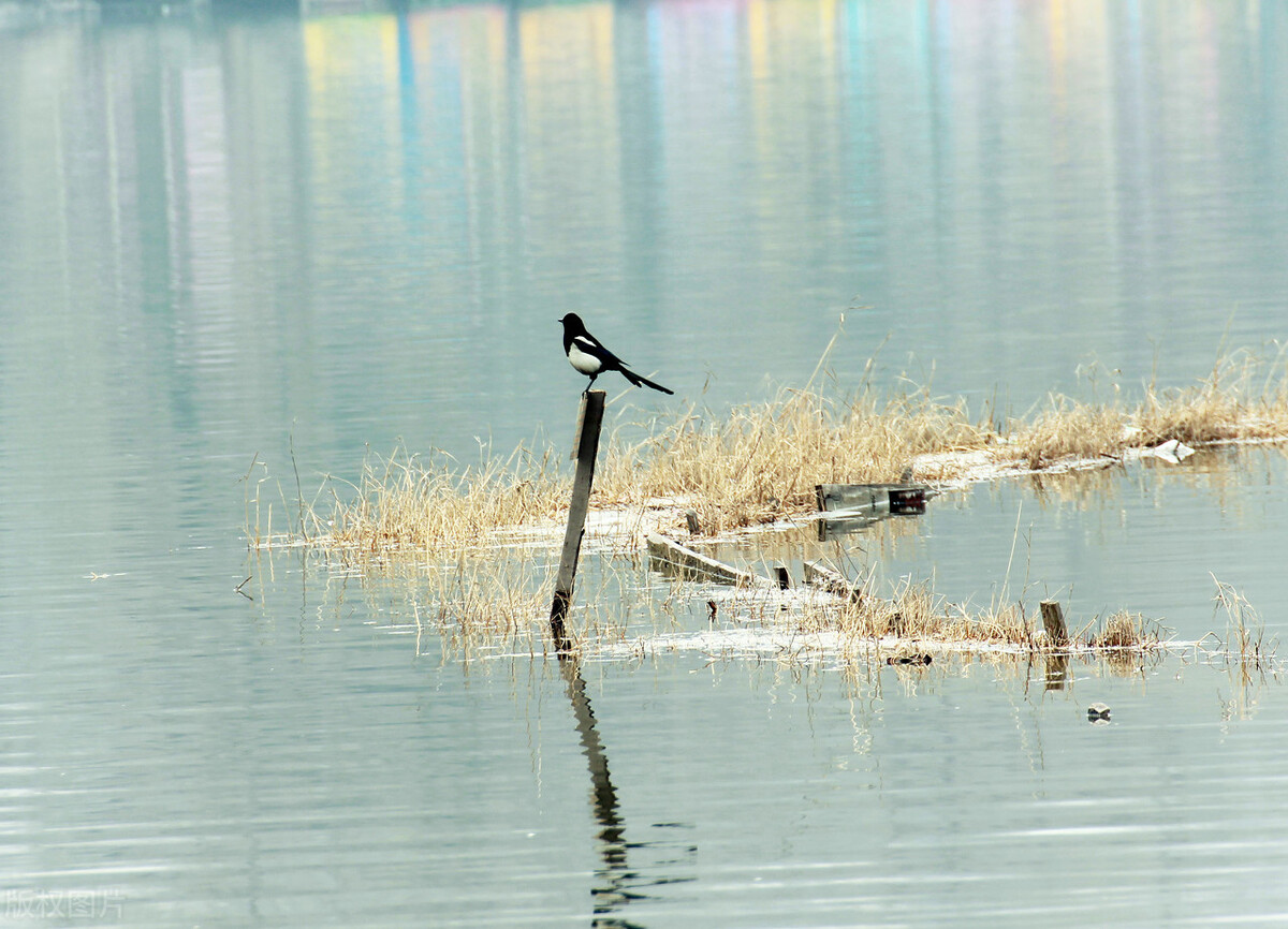 关于新春或新年的五首经典诗词,辞旧迎新十首新春诗词送给你