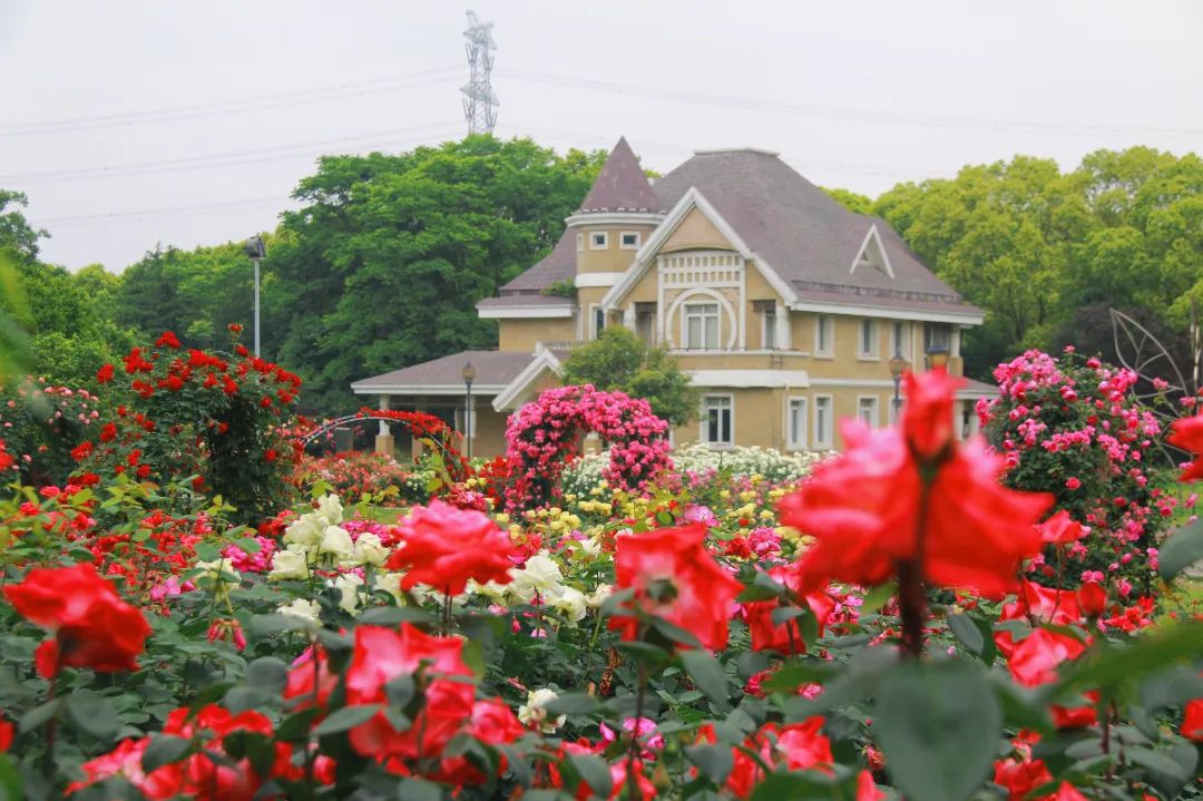 太仓蓝色花海,太仓好看的花海