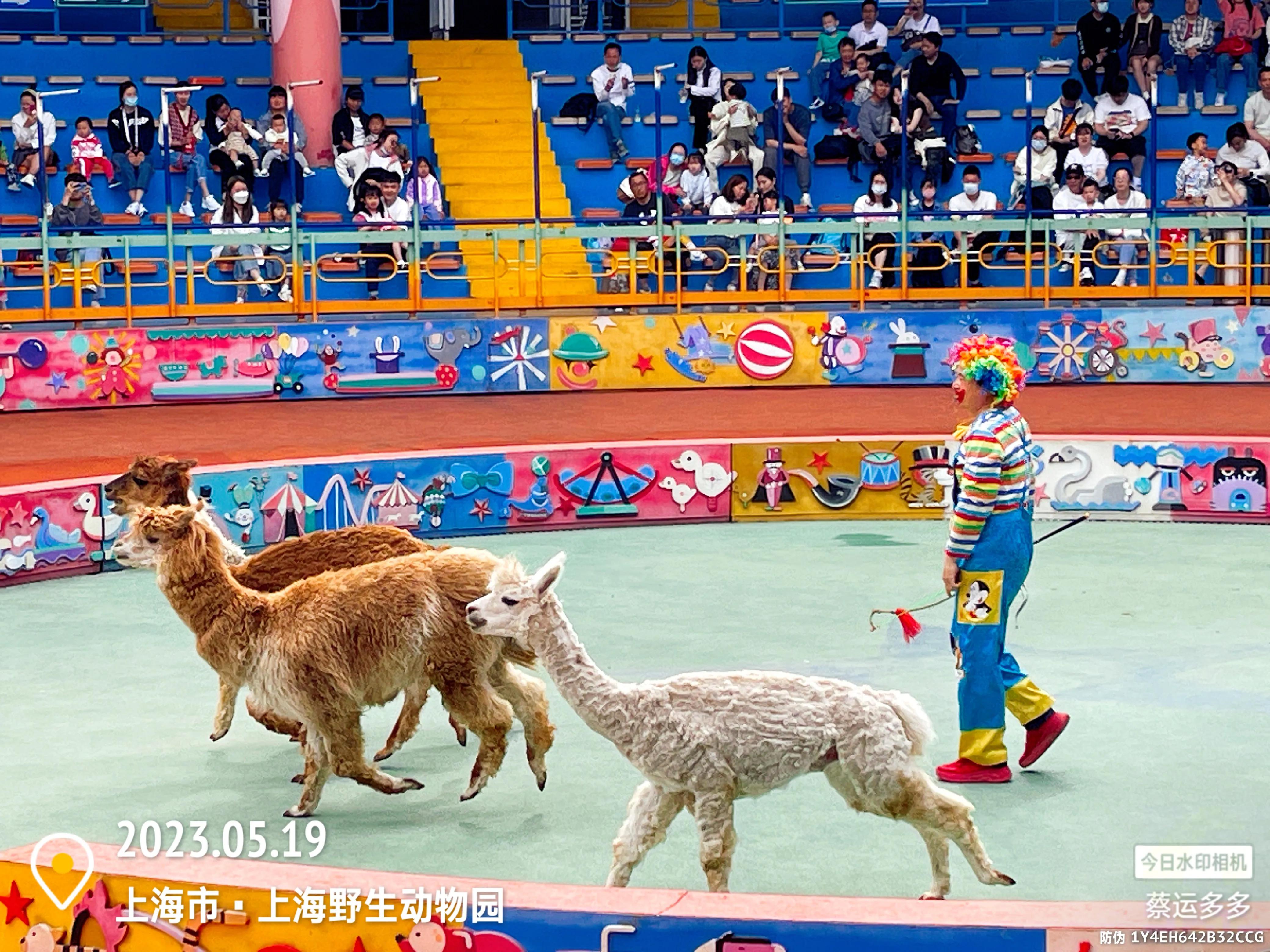 我喜爱的动物是小猫,什么动物招人喜爱