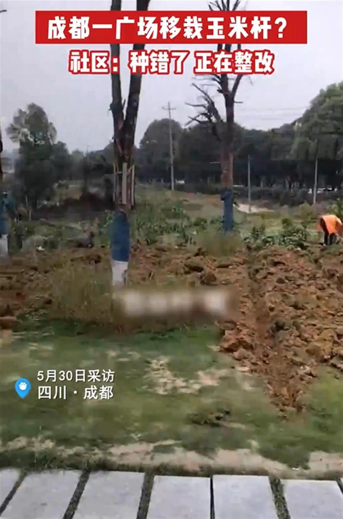 成都移植玉米苗全过程,成都玉米移栽原视频