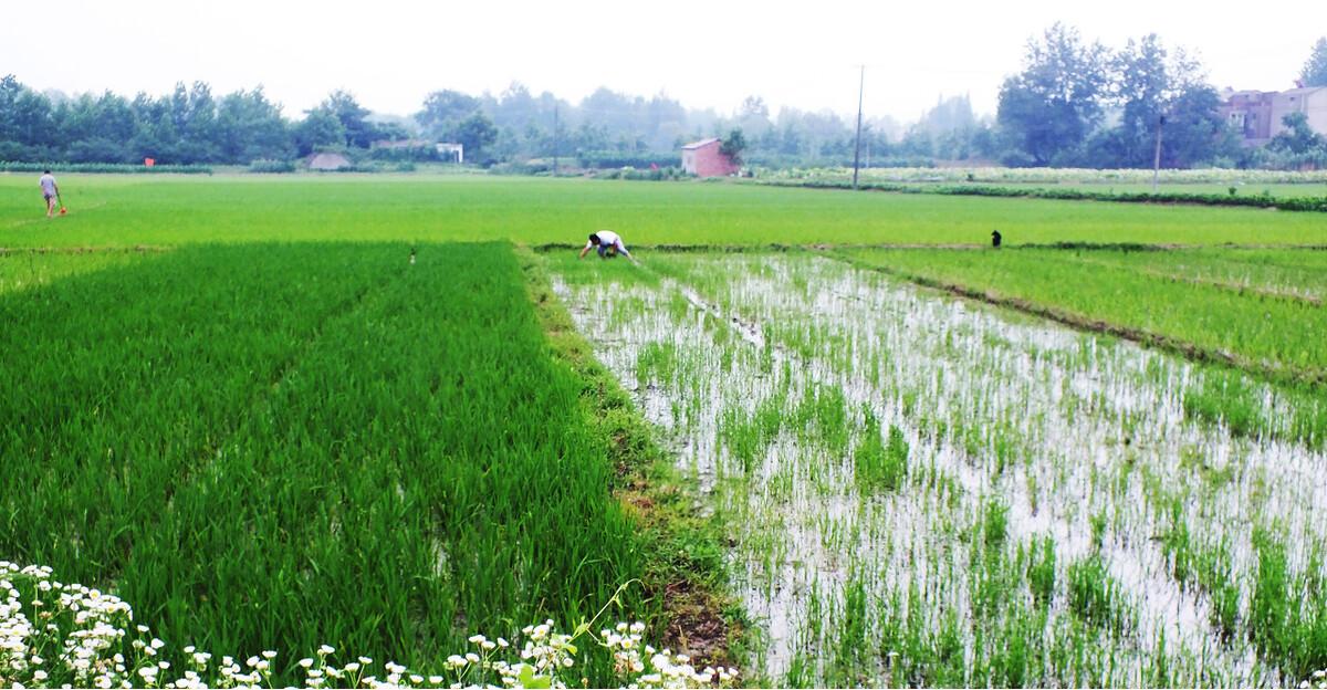 UP主“非洲飞哥”欲花高价购买宅基地盖房，这种行为在我国合法？