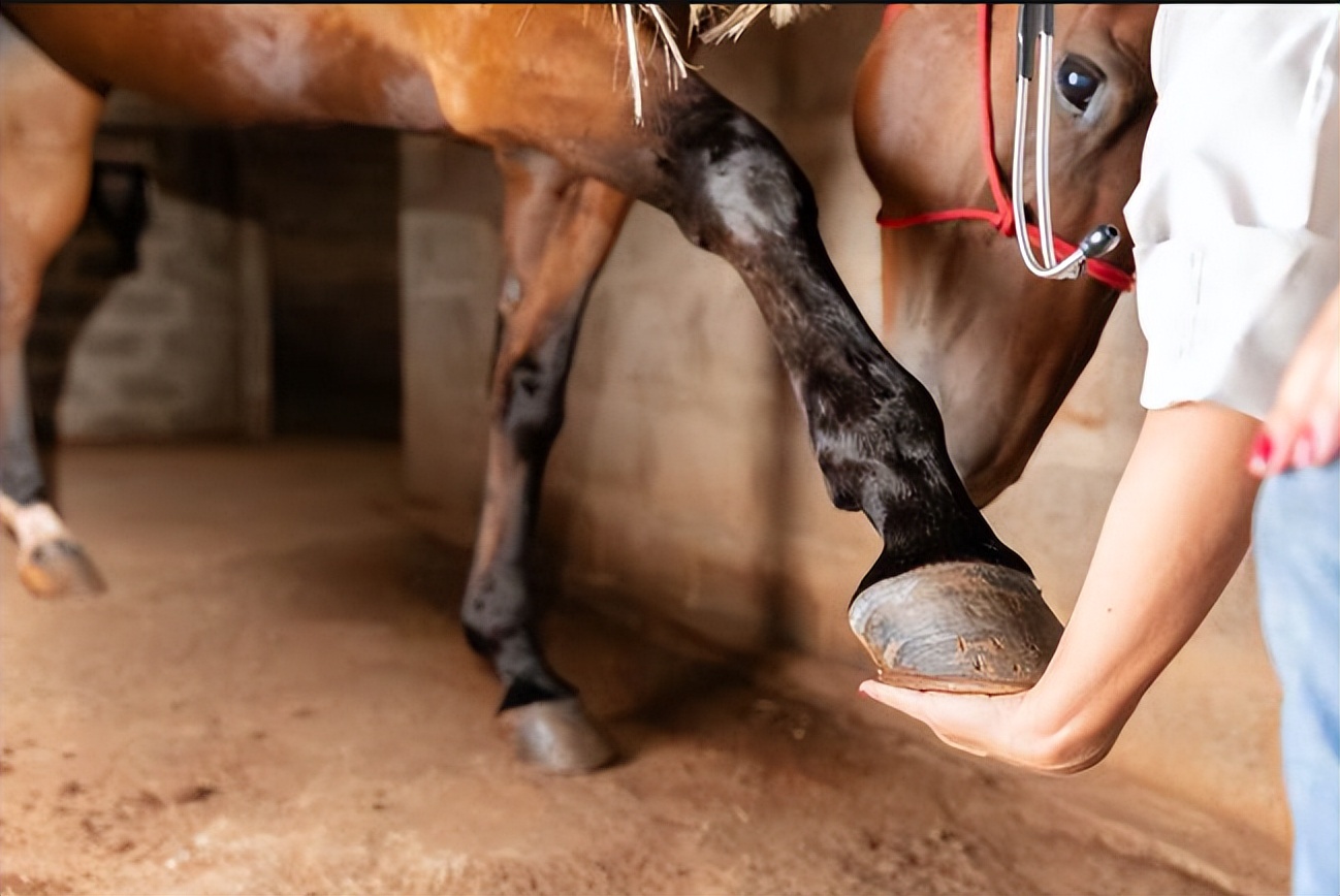 确定全麻手术后马匹心律失常的患病率和性质，评估心律失常的风险