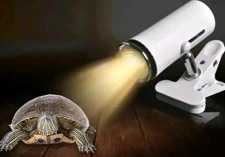 宠物水龟怎么养活得快些,新手养半水龟怎么养