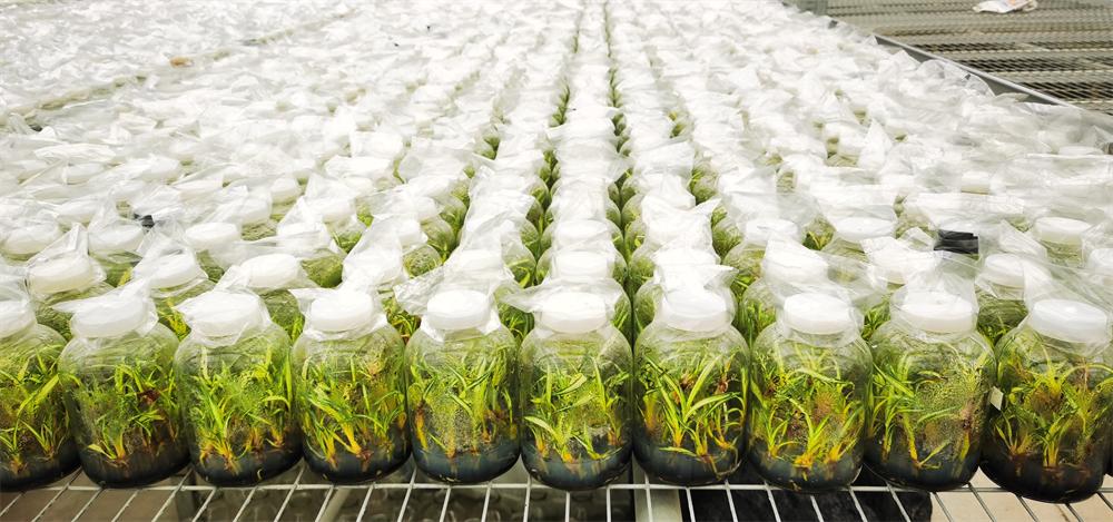 鍥藉叞绉嶈嫍,灞变笢鍥藉叞绉嶈嫍