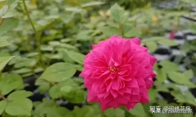 1到99朵玫瑰的含义图片,1到99朵玫瑰花语是什么