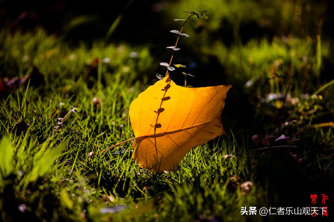 最后的摇曳——只为那绳命的回晃