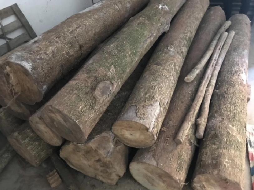 一棵金丝楠木值多少万,金丝楠木一棵十几亿