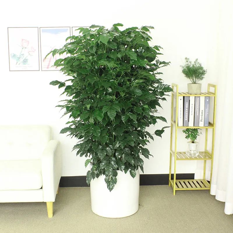 幸福树爱晒太阳吗,幸福树叶子浓绿是什么原因