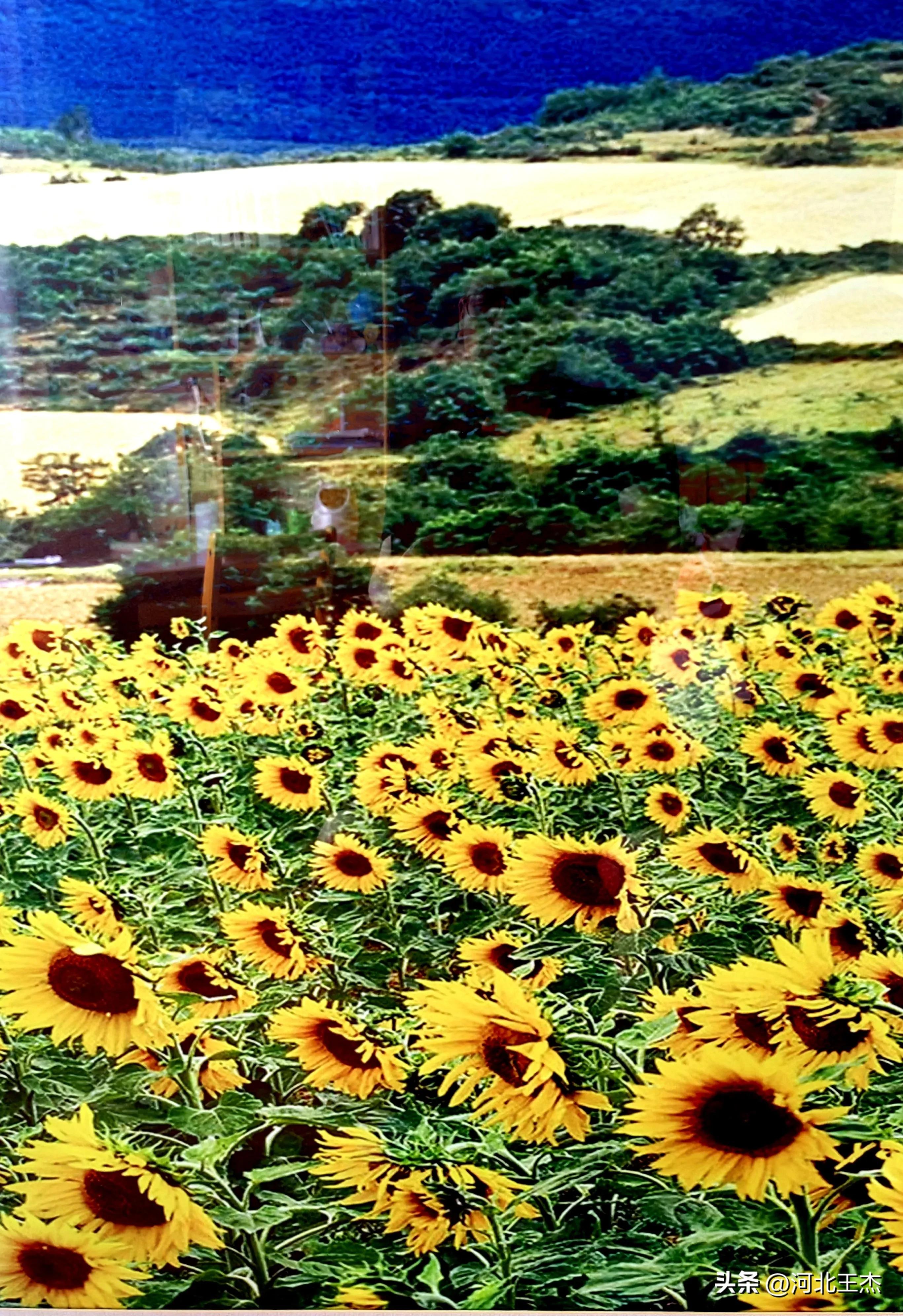 孩子的书桌上放向日葵,房间里的向日葵